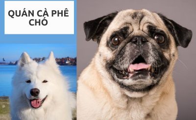 Top 10 địa điểm cà phê chó TPHCM cực thích hợp cho những bạn yêu cún